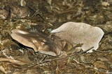 Sarcodon glaucopus image