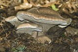 Sarcodon glaucopus image