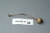 Panaeolus campanulatus image