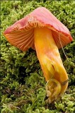 Hygrocybe punicea image