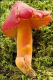 Hygrocybe punicea image