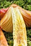 Hygrocybe punicea image