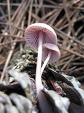 Mycena rosella image