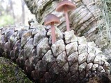 Mycena seynesii image