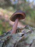 Mycena seynesii image