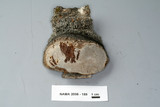 Phellinus tremulae image