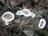 Bjerkandera adusta image