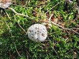Hydnellum caeruleum image