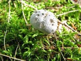 Hydnellum caeruleum image