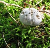 Hydnellum caeruleum image
