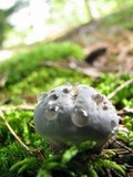 Hydnellum caeruleum image