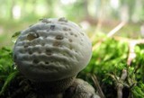 Hydnellum caeruleum image