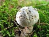 Hydnellum caeruleum image