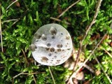 Hydnellum caeruleum image
