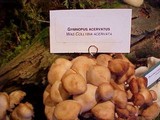 Gymnopus acervatus image