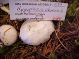 Hygrophorus eburneus image