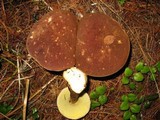 Boletellus mirabilis image