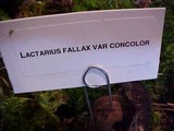 Lactarius fallax var. concolor image