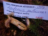 Lactarius pallescens image