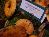 Lactarius rubrilacteus image