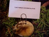 Lactarius scrobiculatus image
