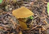Cystoderma fallax image