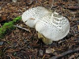Tricholoma pardinum image