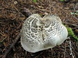 Tricholoma pardinum image