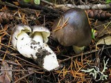 Tricholoma portentosum image