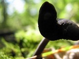 Helvella atra image