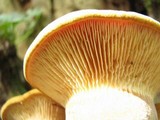 Tapinella atrotomentosa image