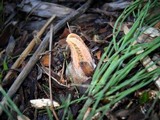 Pseudocolus fusiformis image