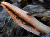 Pseudocolus fusiformis image