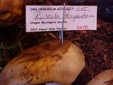 Russula fragrantissima image