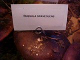 Russula graveolens image