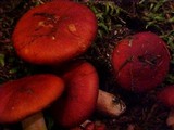 Russula sanguinaria image