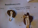 Cortinarius pinguis image