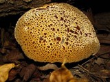 Inonotus dryadeus image