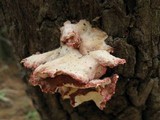 Phlebia incarnata image