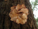 Phlebia incarnata image