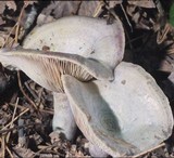 Lactarius paradoxus image
