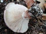 Hygrophorus russula image
