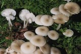 Clitocybula abundans image