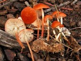 Marasmius elegans image