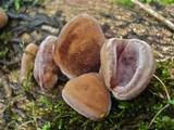 Auricularia nigricans image