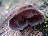 Auricularia nigricans image