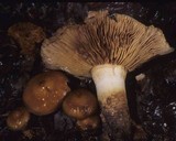 Cortinarius trivialis image