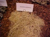 Alectoria sarmentosa image
