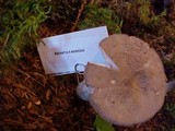 Amanita farinosa image