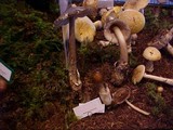 Amanita pachycolea image